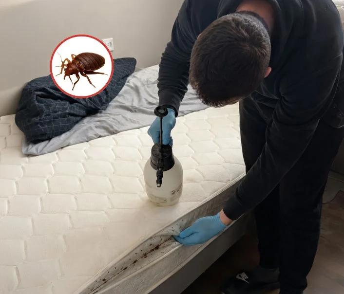 Technicien traitant un matelas contre les punaises de lit à Avrainville
